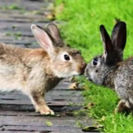 Sandburg Dom wakacyjny